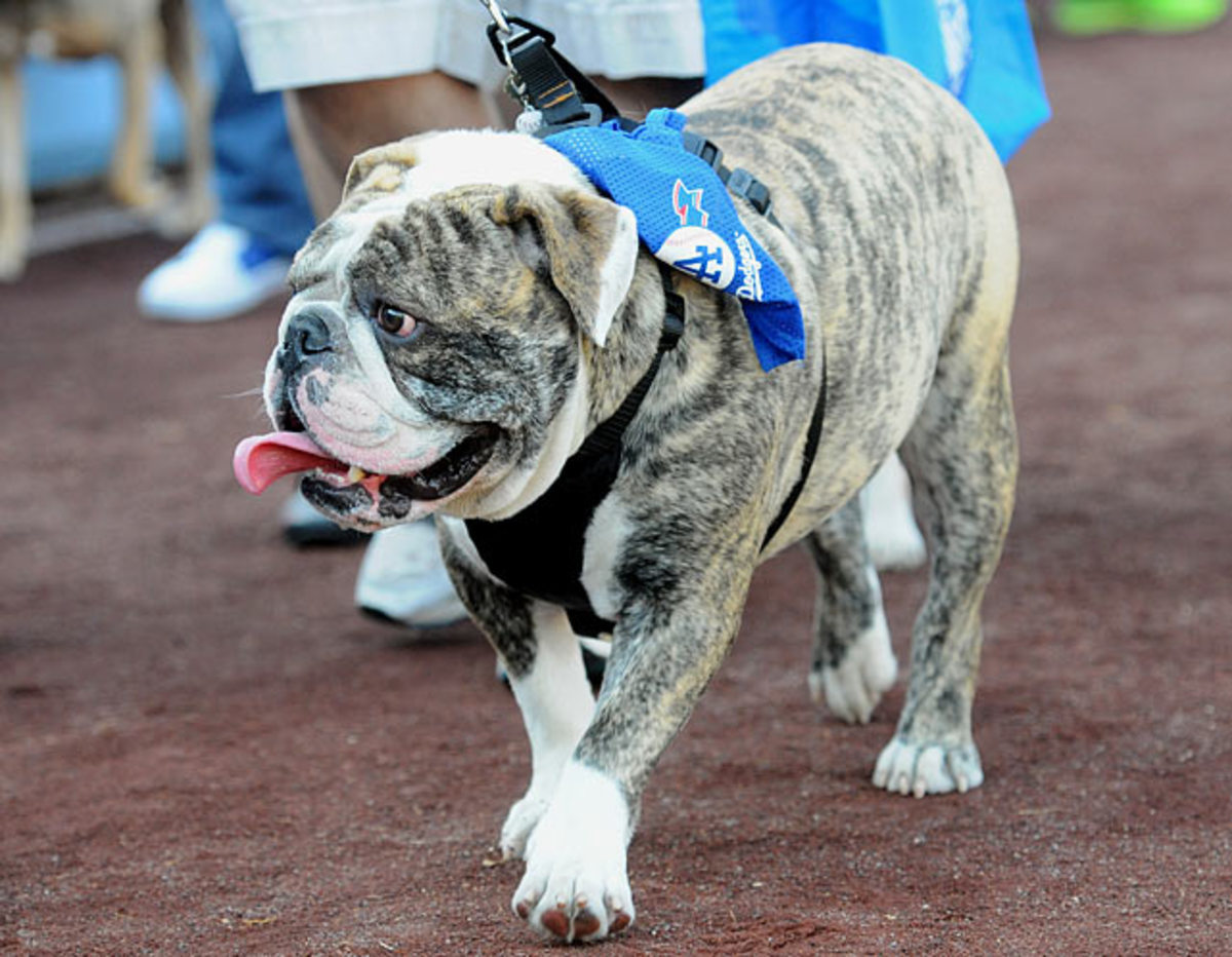 130722174956-los-angeles-dodgers-dog-0071305112355-marlins-at-dodgers-single-image-cut.jpg