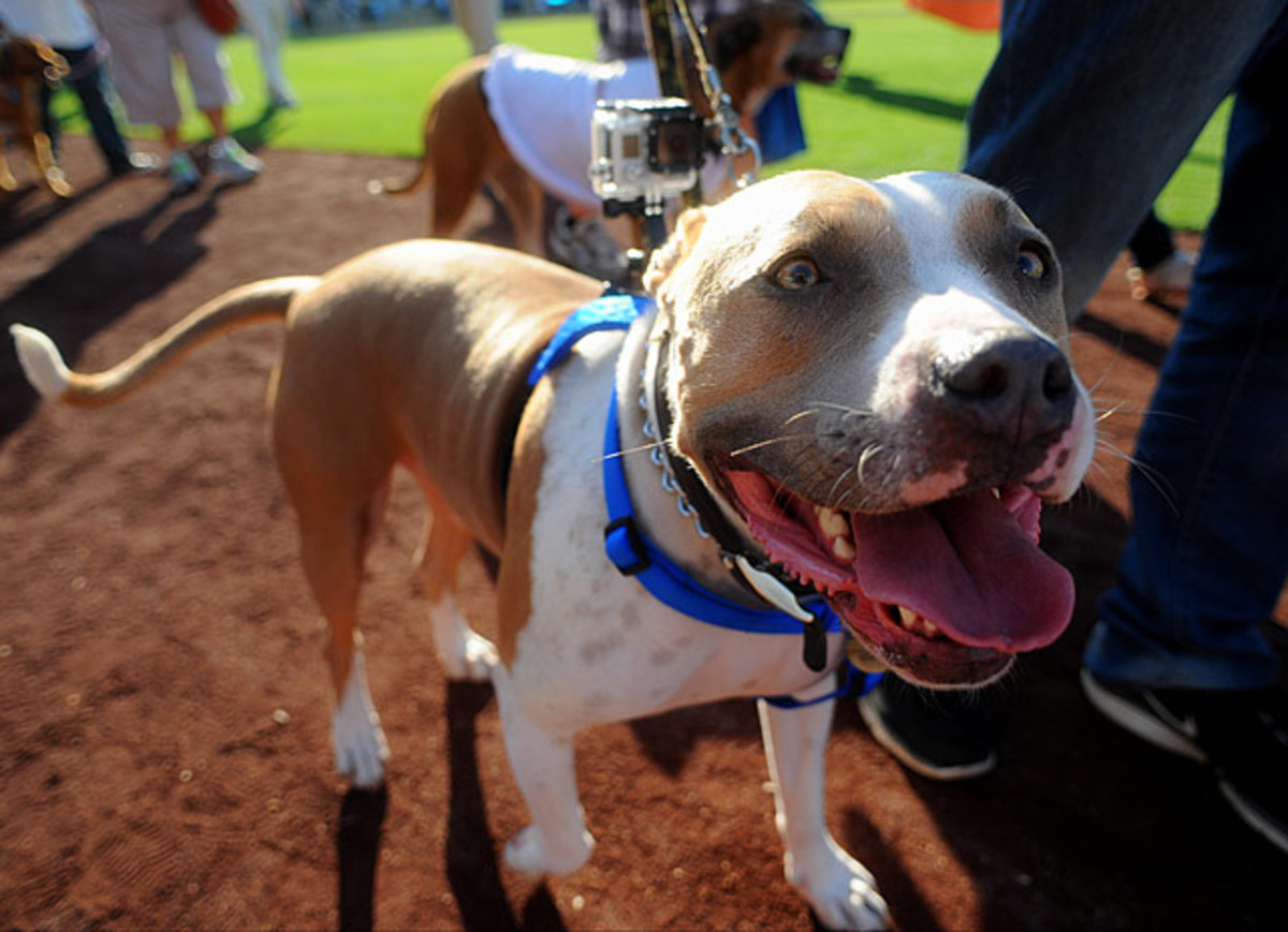 130722175030-los-angeles-dodgers-dog-0071305112386-marlins-at-dodgers-single-image-cut.jpg