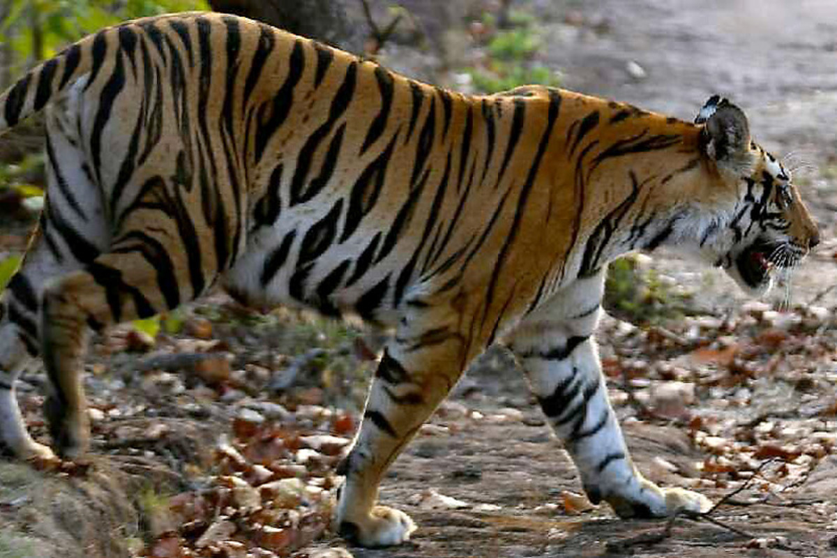 larry-fitzgerald-travelogue-11