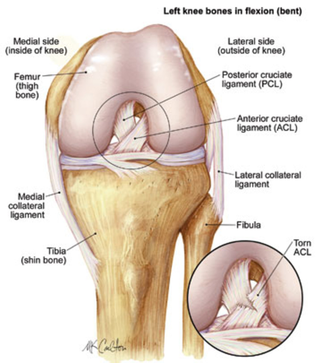 The anatomy of the knee.