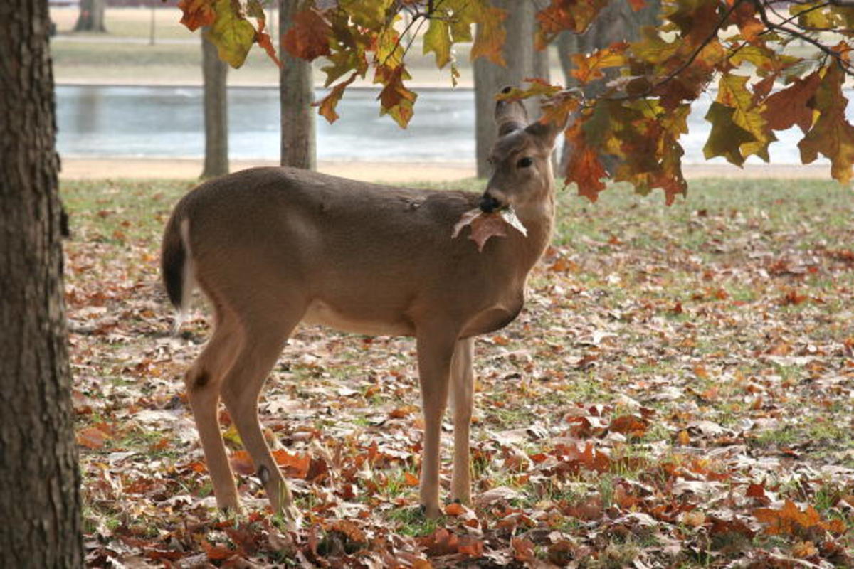 A white-tailed deer munches on an oak le