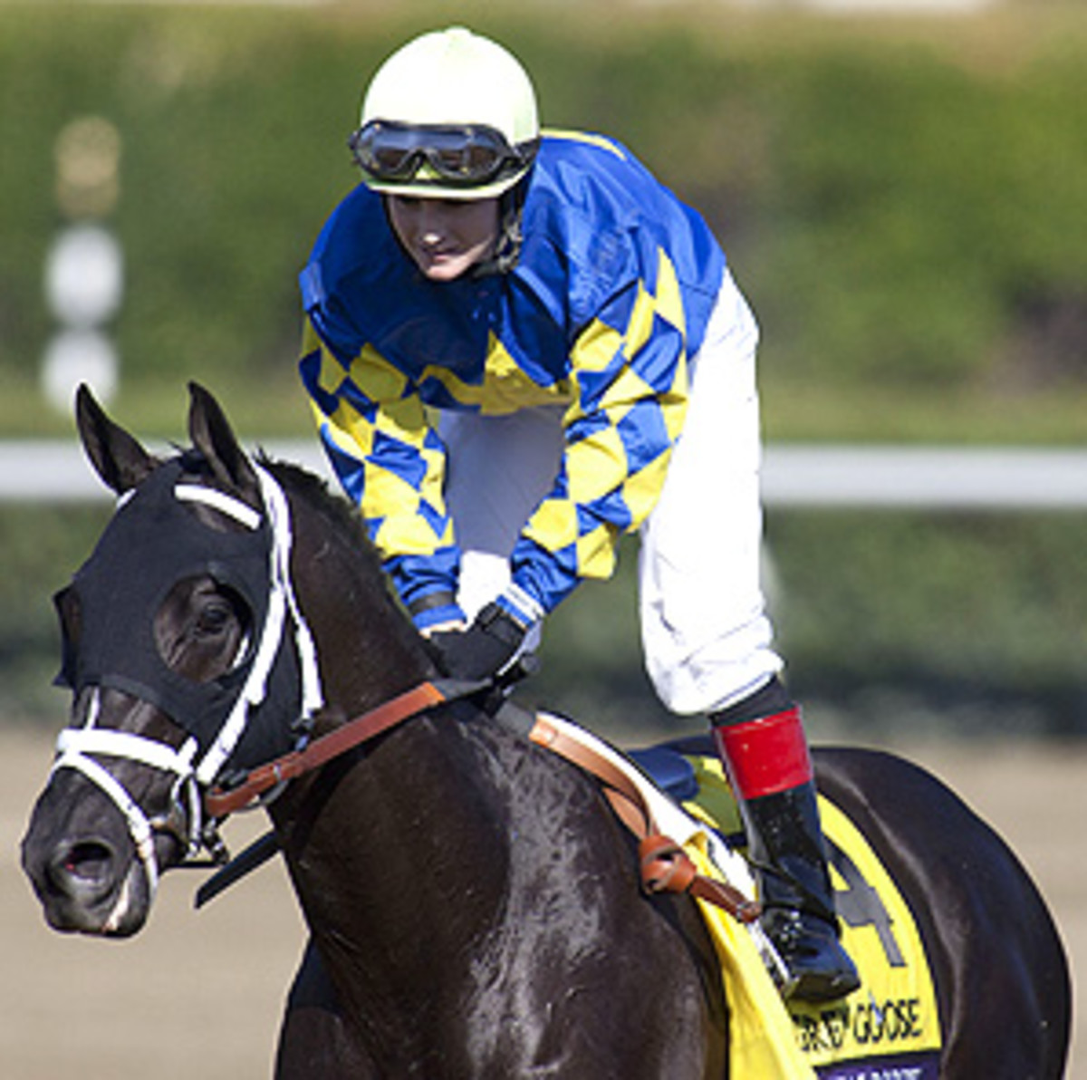 Todd Pletcher's Shanghai Bobby will race in his final Kentucky Derby prep race on March 30.