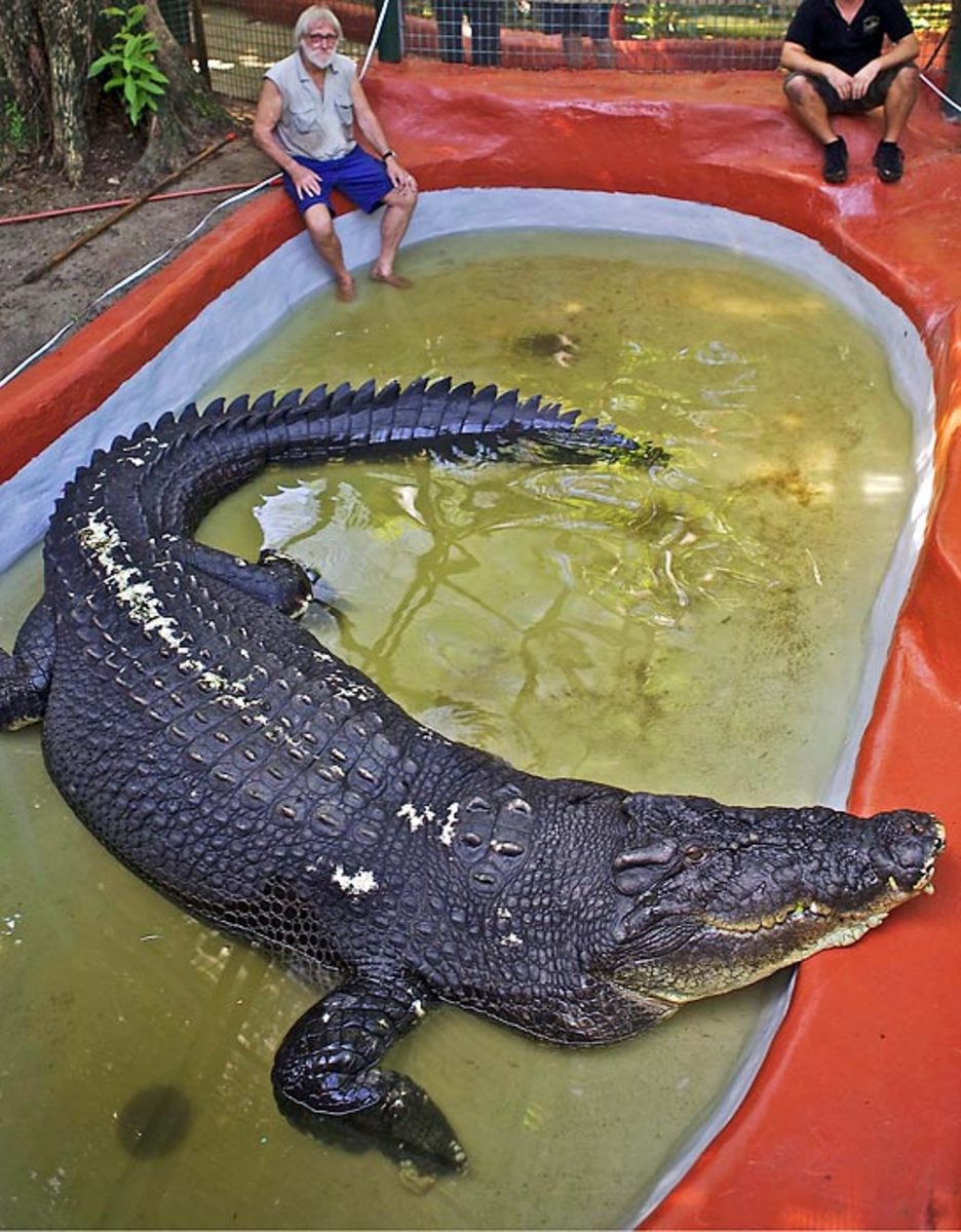 Largest Crocodile in Captivity