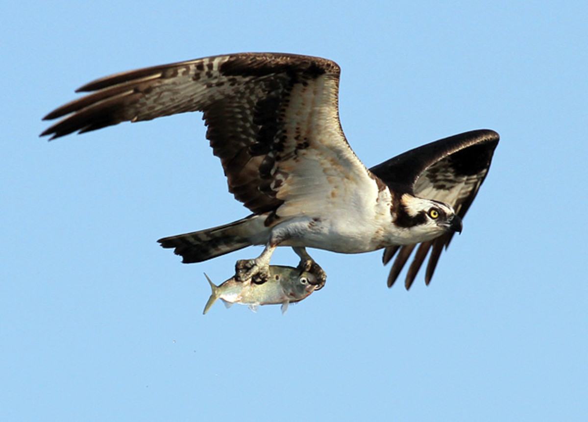 131011163208-022513-osprey-fish-single-image-cut.jpg
