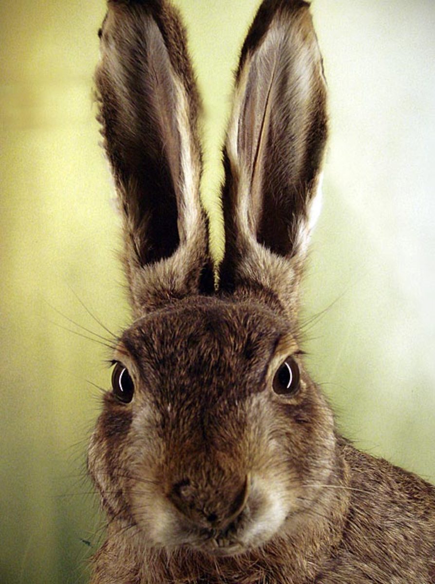 131230184254-bunny-rabbit-single-image-cut.jpg