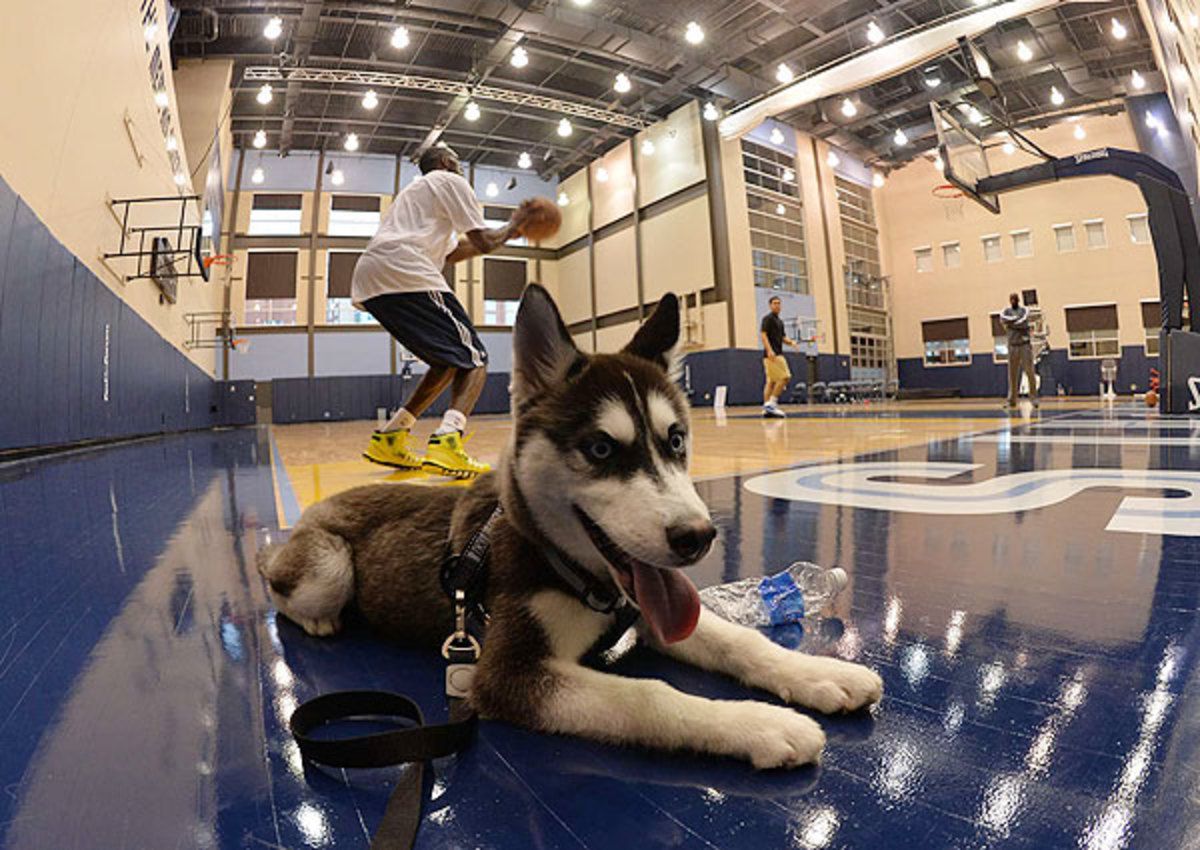 memphis-grizzlies-nba-playoffs-2013-dog.jpg