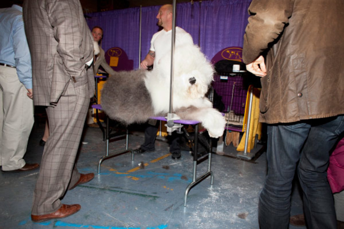 laurencaulk_westminsterdogshow2013_