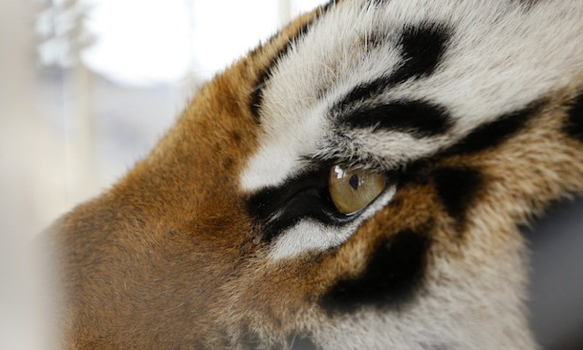 Mike the Tiger is seen here pondering all the chill Instagrams he'd be taking if only he had opposable thumbs. (AP)