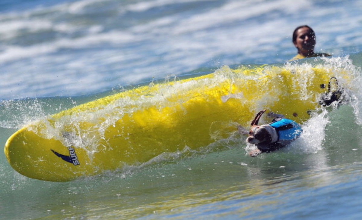 dog-surfing-6.jpg