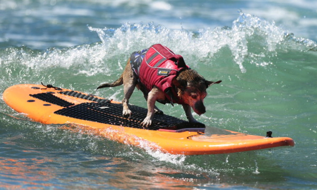 dog-surfing-11.jpg