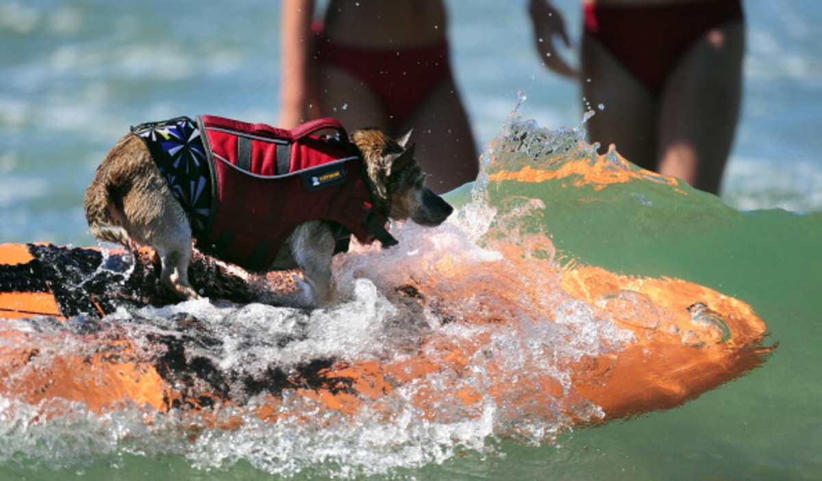dog-surfing-4.jpg