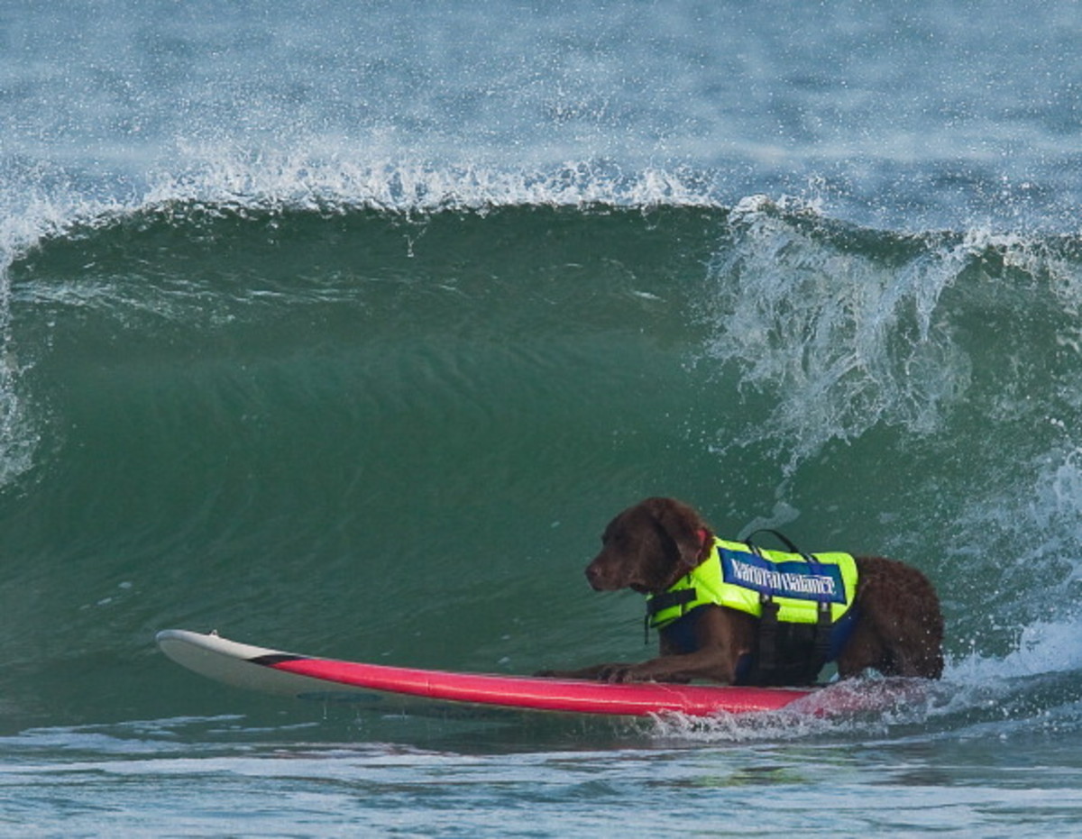 dog-surfing-16.jpg