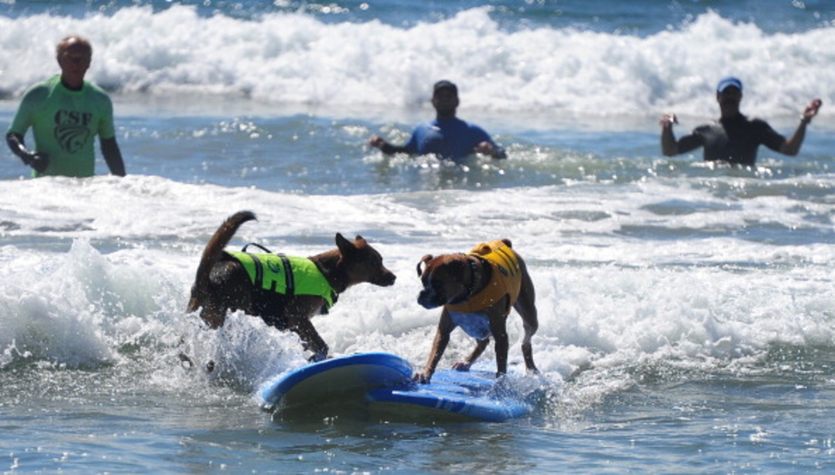 dog-surfing-7.jpg