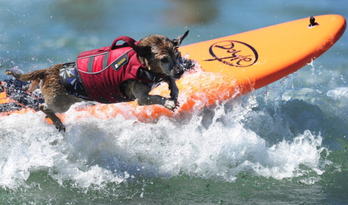 dog-surfing-5.jpg