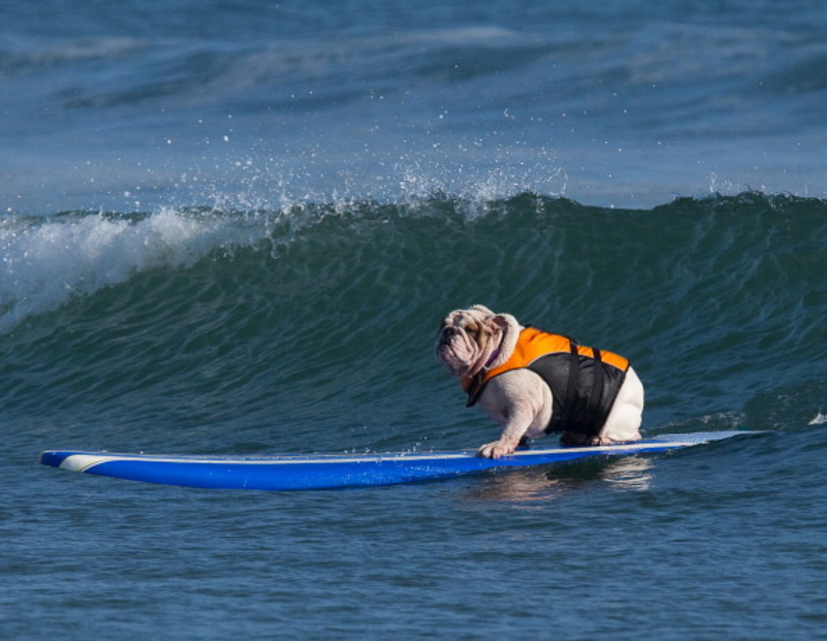 dog-surfing-15.jpg