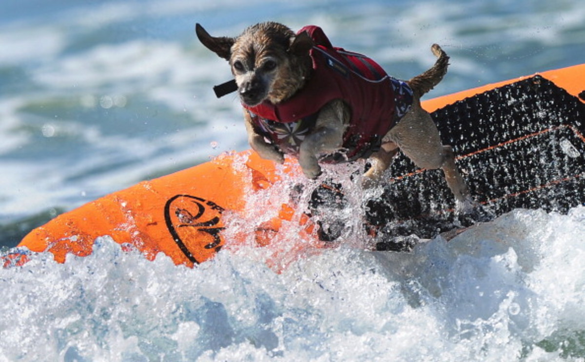 dog-surfing-12.jpg