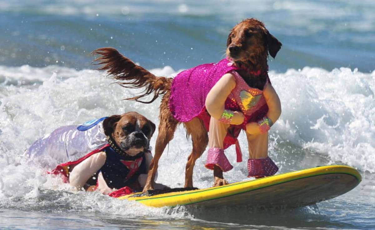 dog-surfing-13.jpg