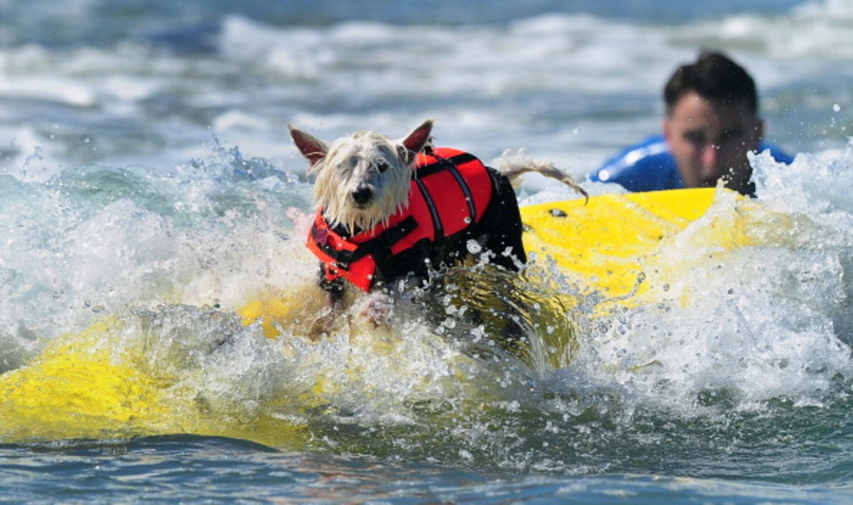dog-surfing-10.jpg