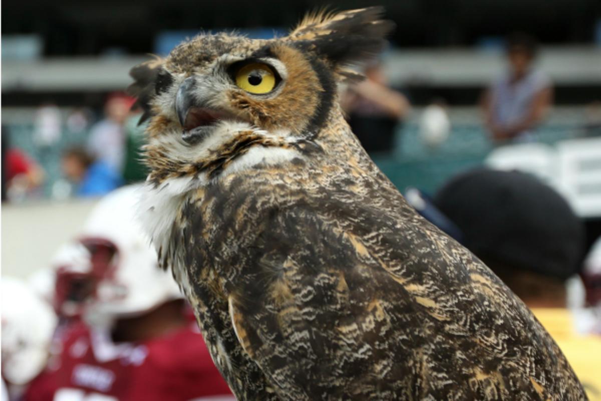 Temple's mascot, Stella, will have fewer sporting events to attend beginning next year. (Mitchell Leff/Getty Images)