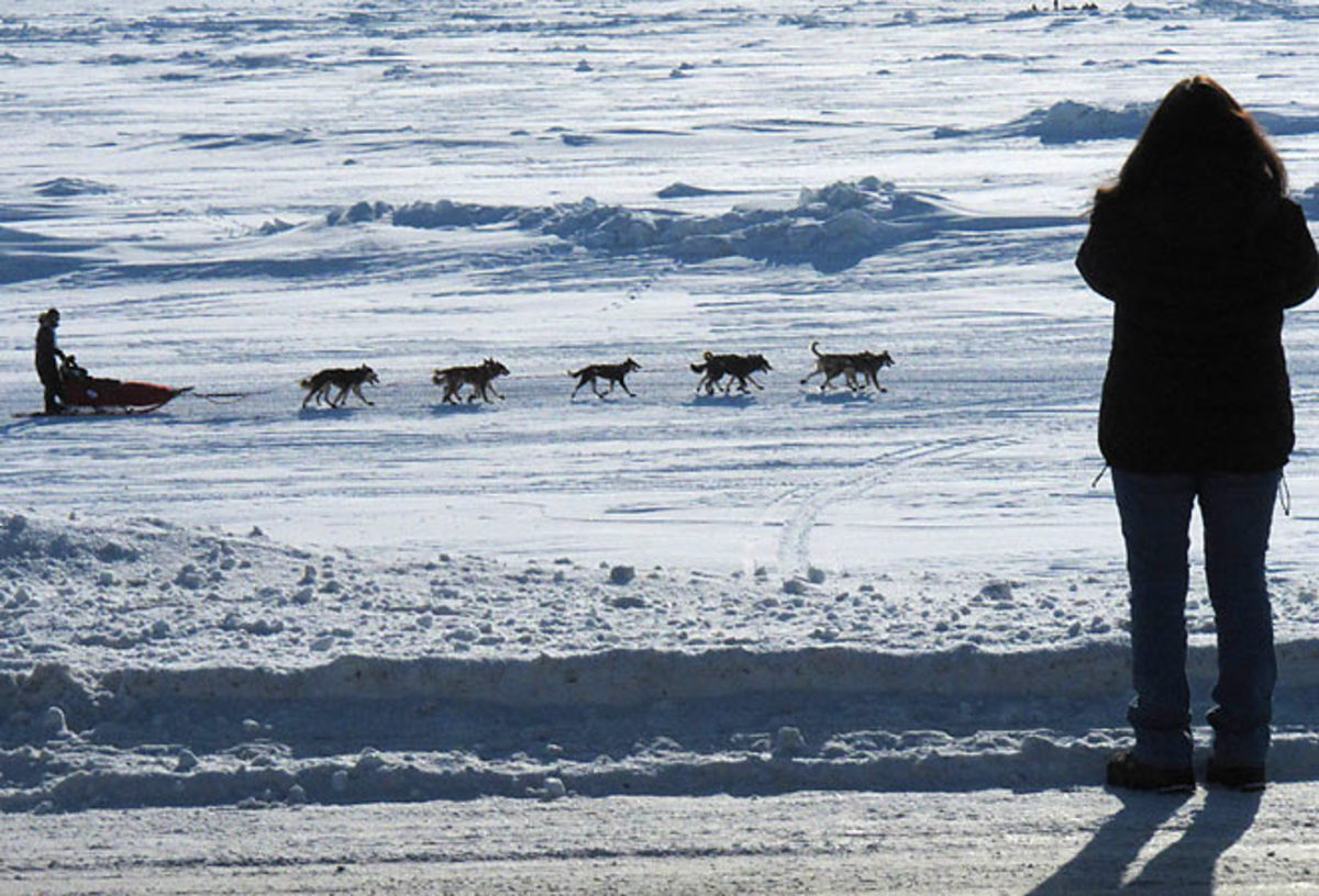 An observer  takes pictures of an Iditarod musher. The Alaskan race suffered its first dog death since 2009 this year. 
