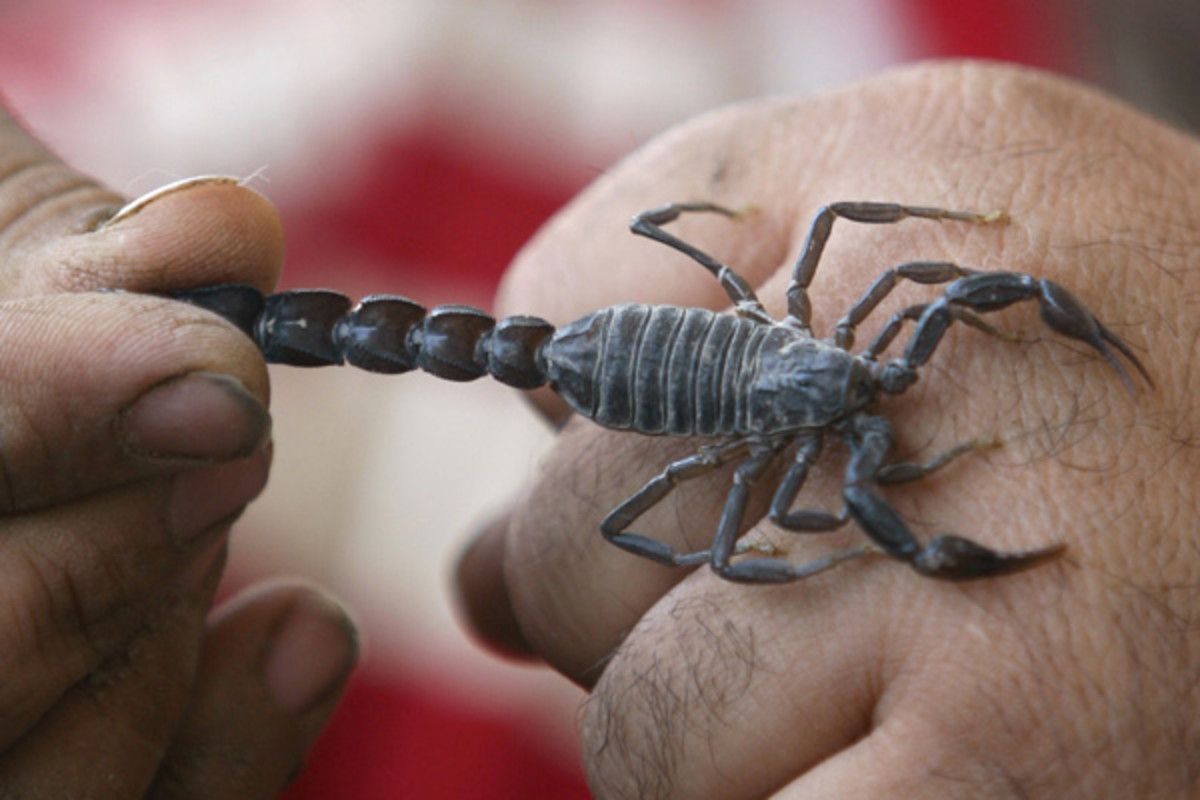 Scorpion
