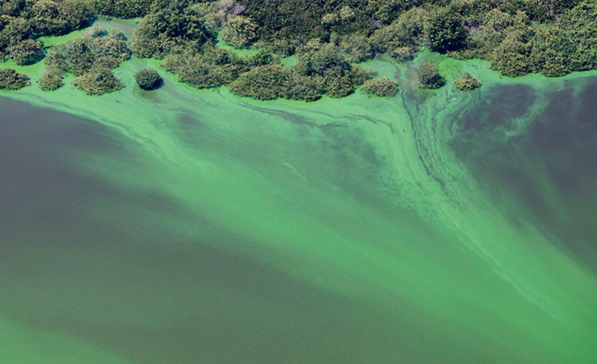 Pollution in Rio's Barra neighborhood, host to half the Olympic events, has turned water neon green.