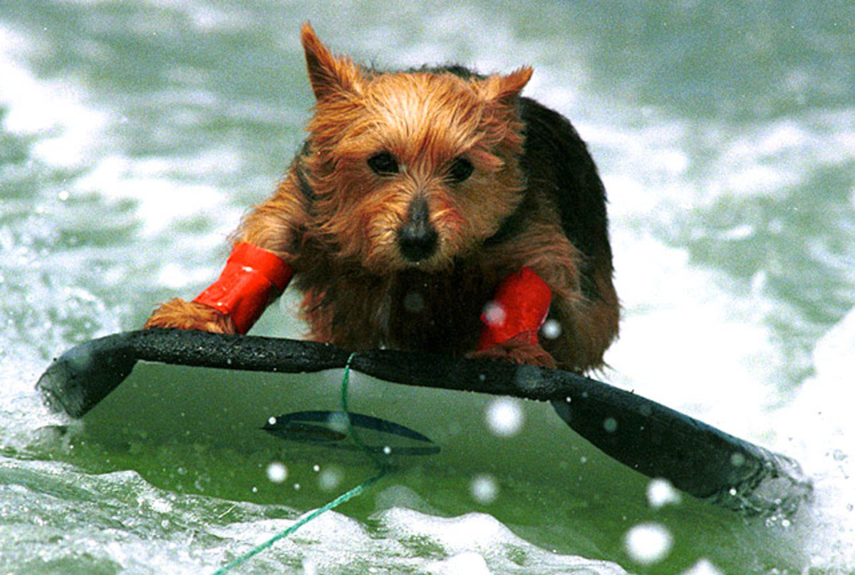 dog-boogie-boarding.jpg
