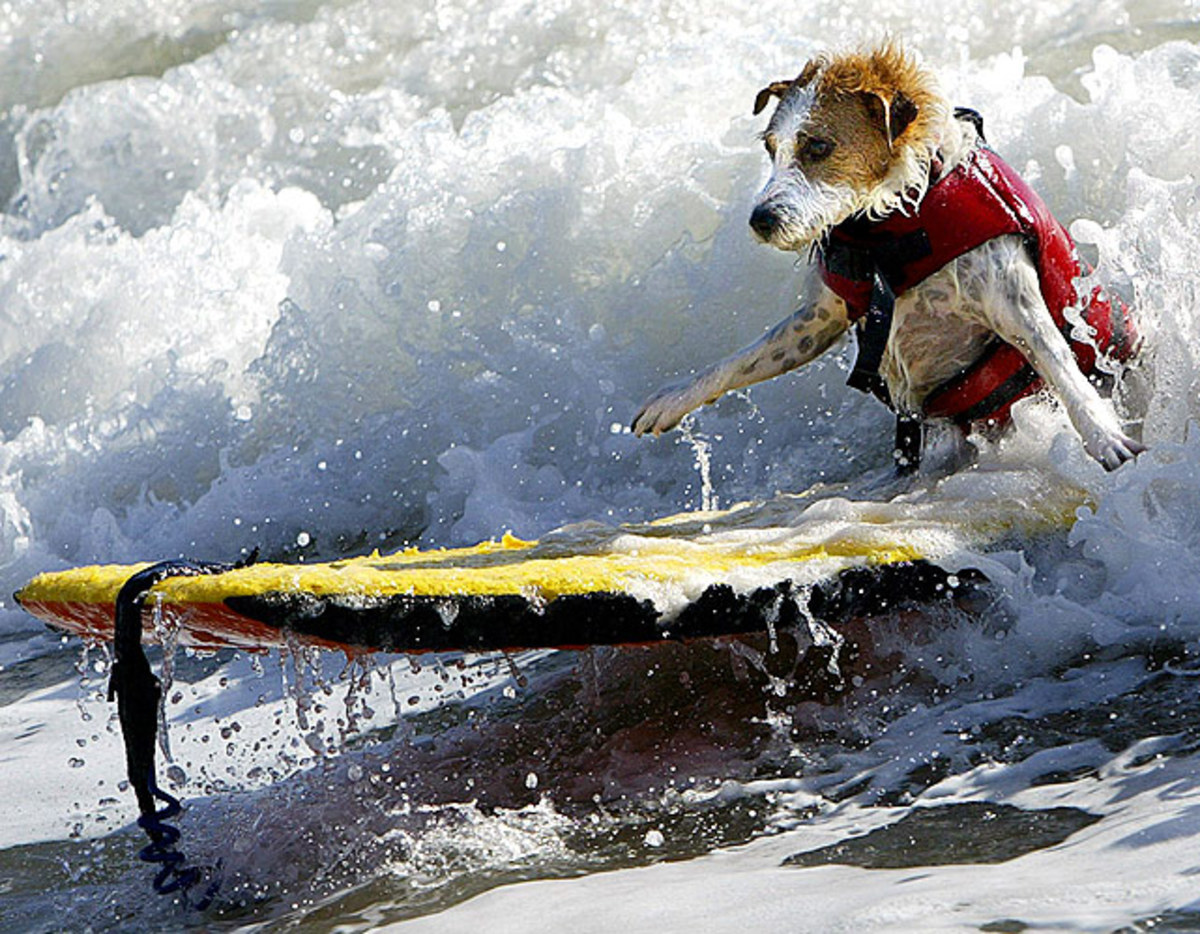 jack-russell-terrier-surfing.jpg