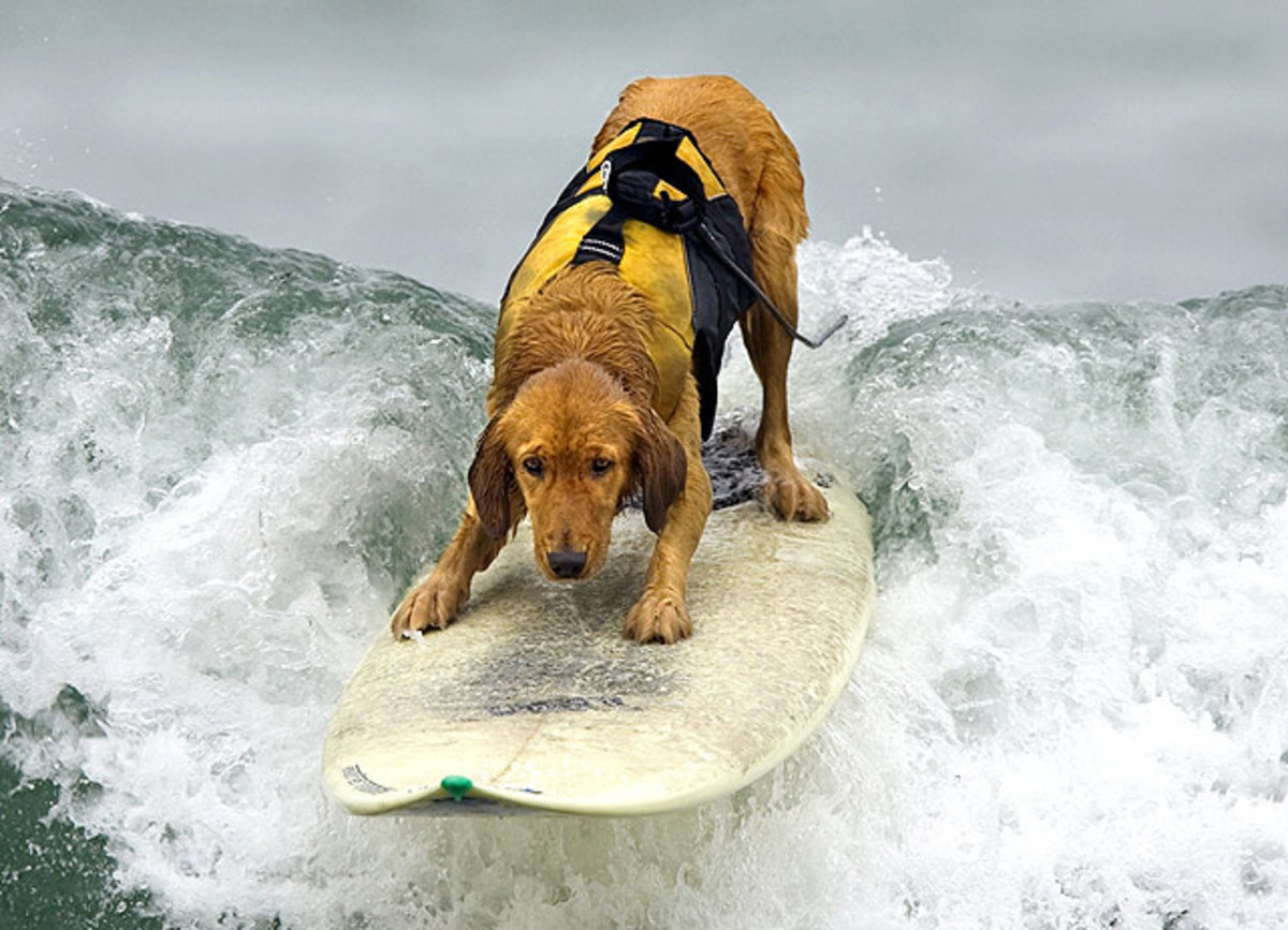 Golden-retriever-surfing.jpg