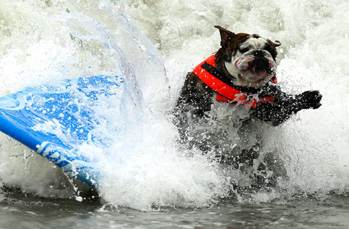 Surf-dog-4.jpg