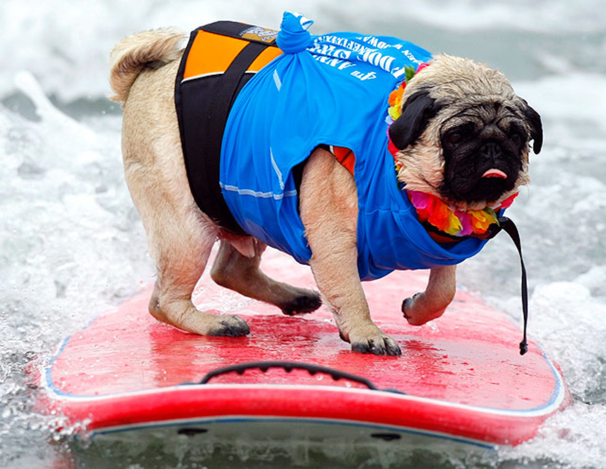 pug-surfing.jpg
