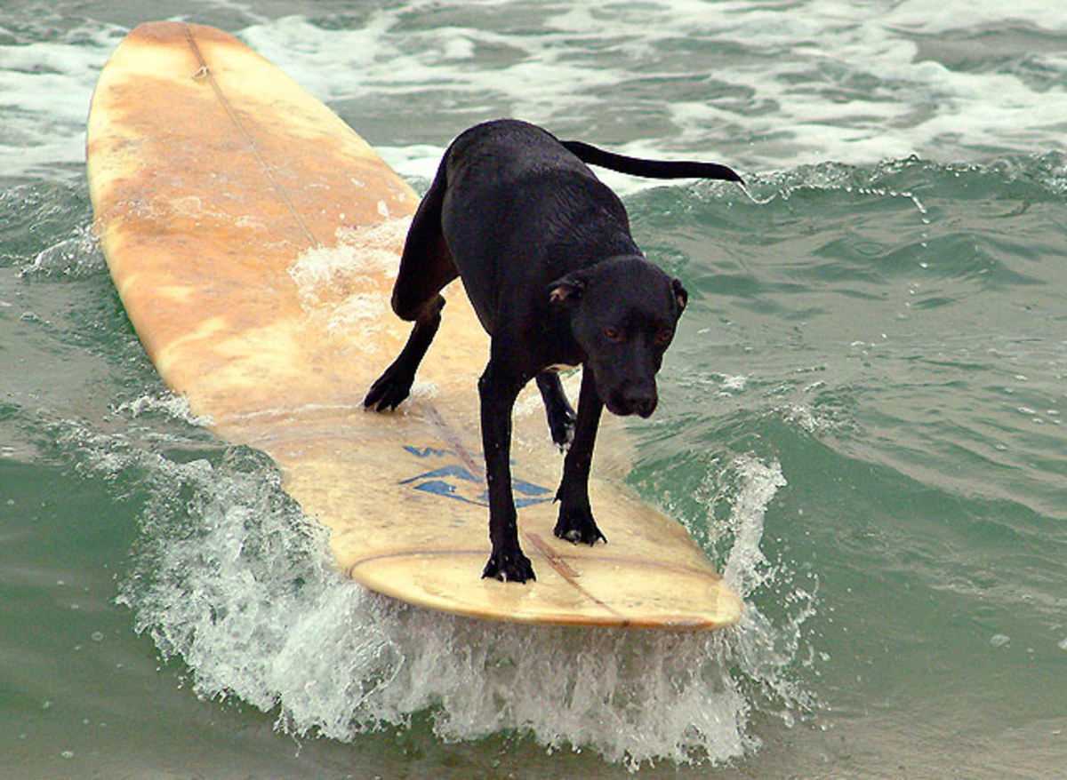 Labrador-surfing.jpg