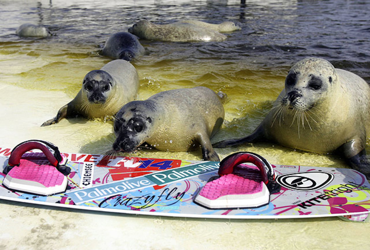 seals-wakeboard.jpg