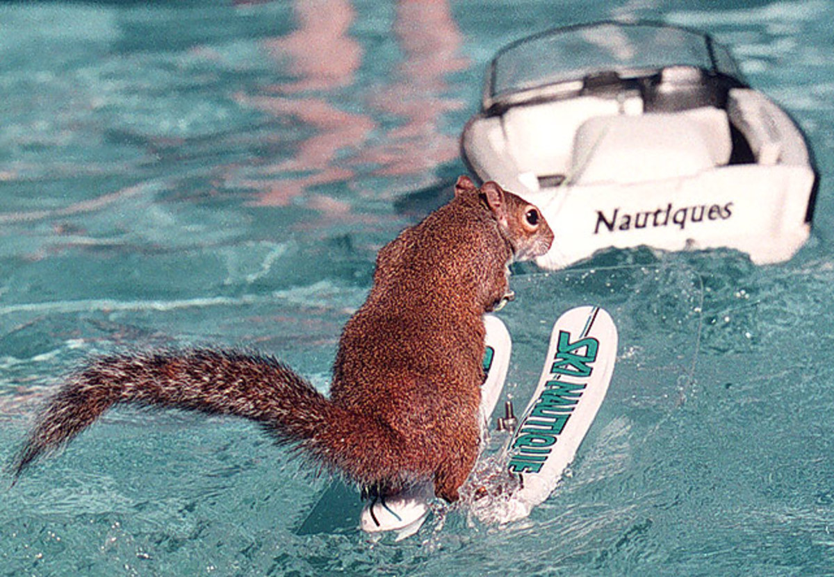 Squirrel-skiing.jpg