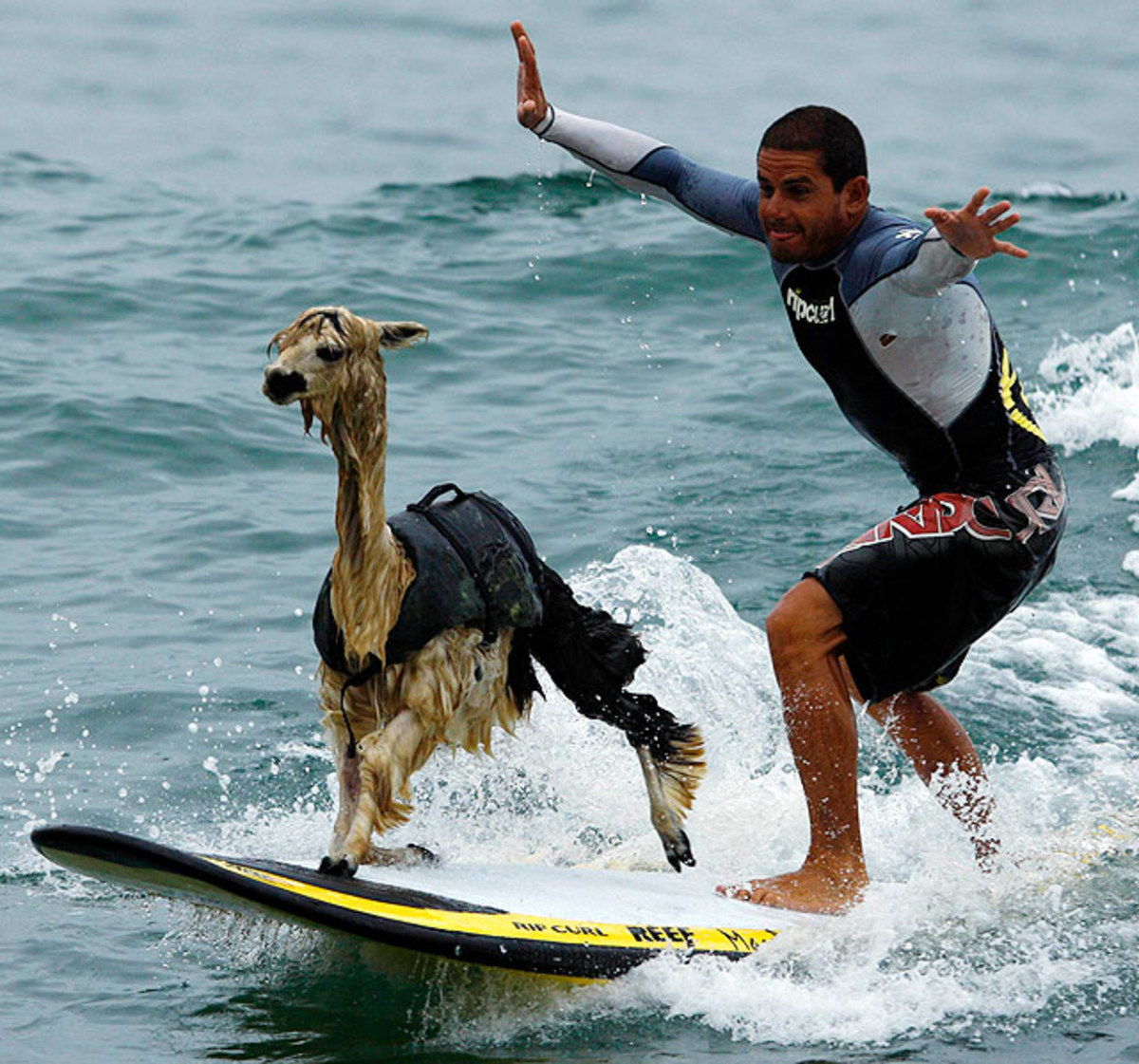 emu-surfing.jpg
