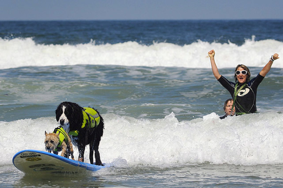 Dogs-surfing.jpg