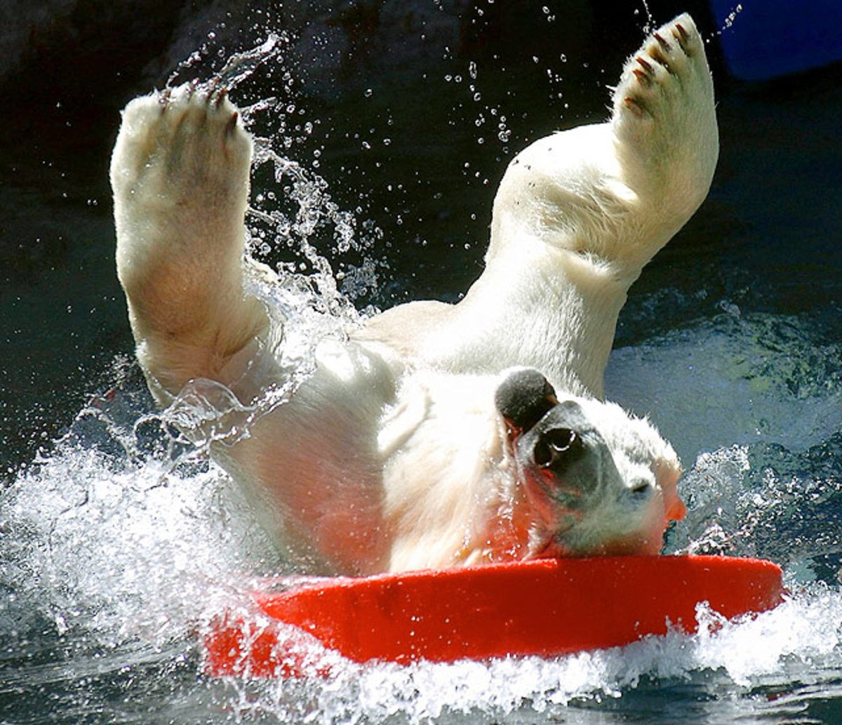 Animals and Water Sports - Sports Illustrated