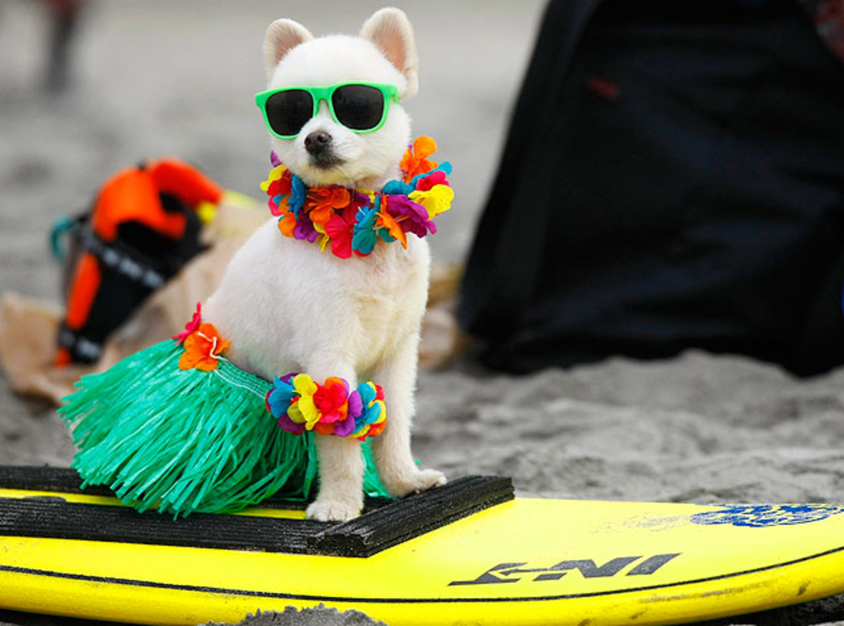 Aloha-dog.jpg