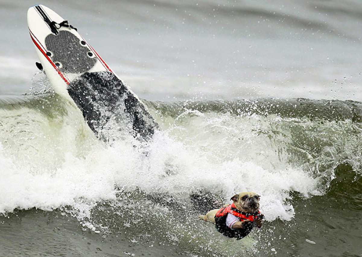 Surf-dog-2.jpg