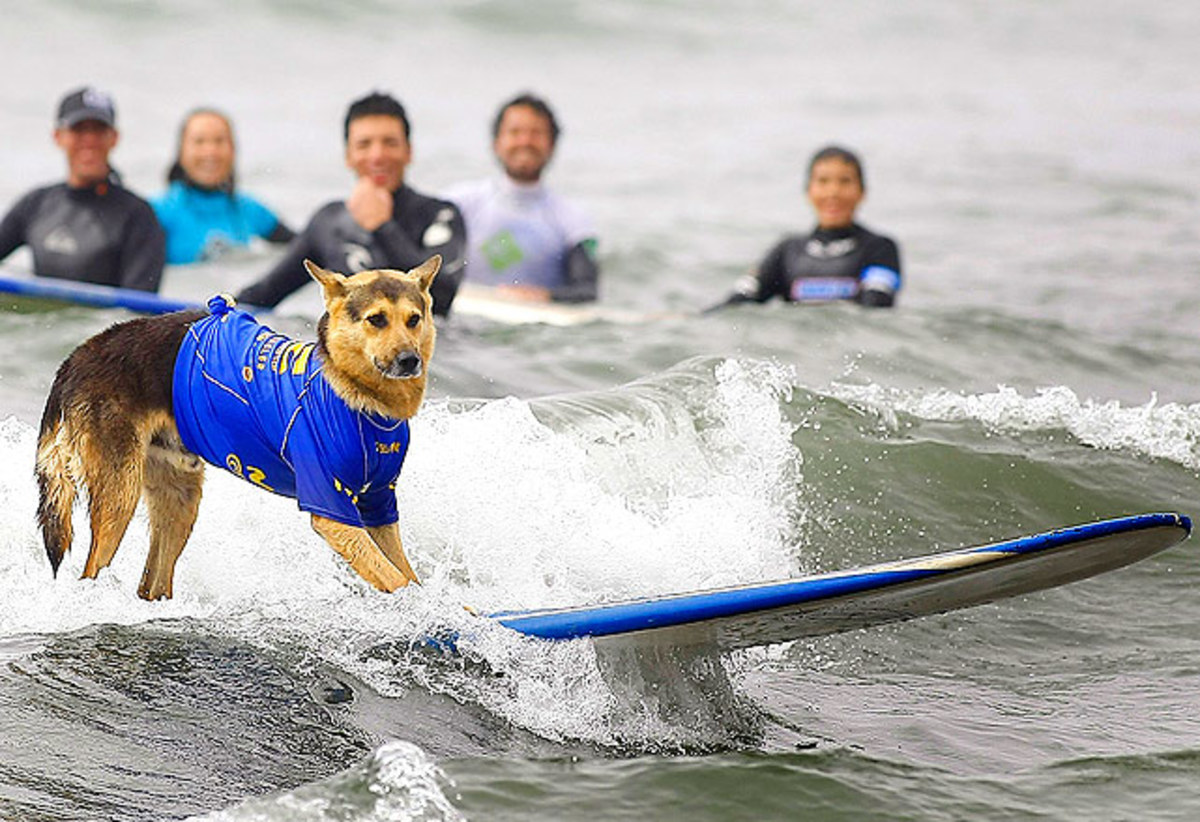 dog-surfing-people.jpg