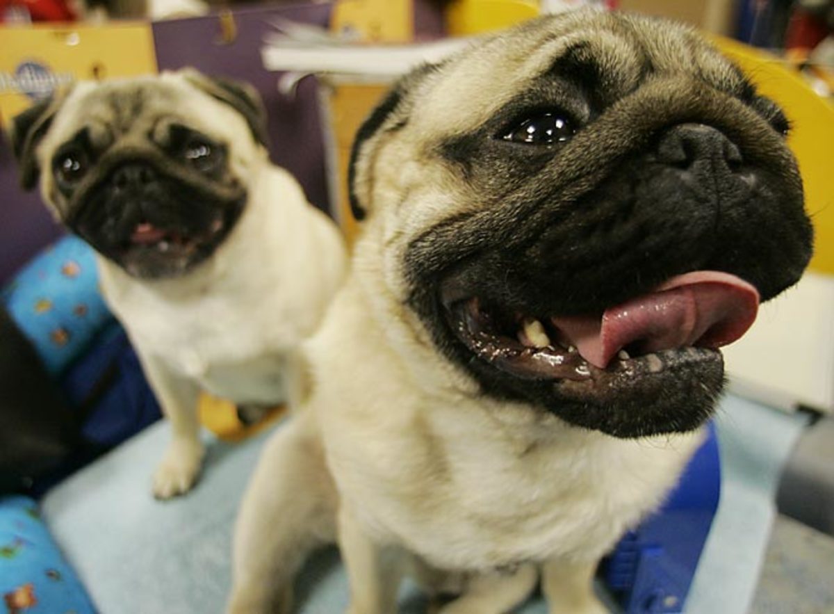 Dorothy (background) and  Albert, Pugs