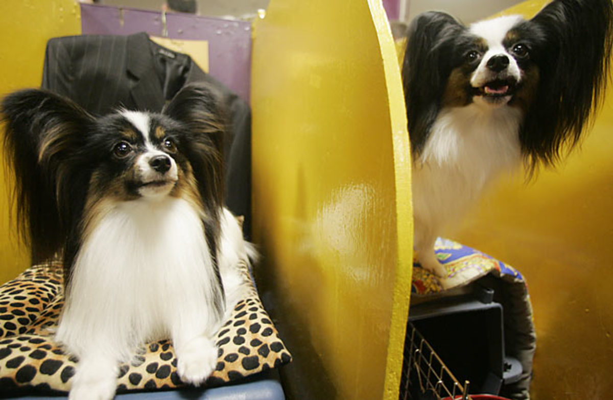 Ian (left) and Elle, Papillons
