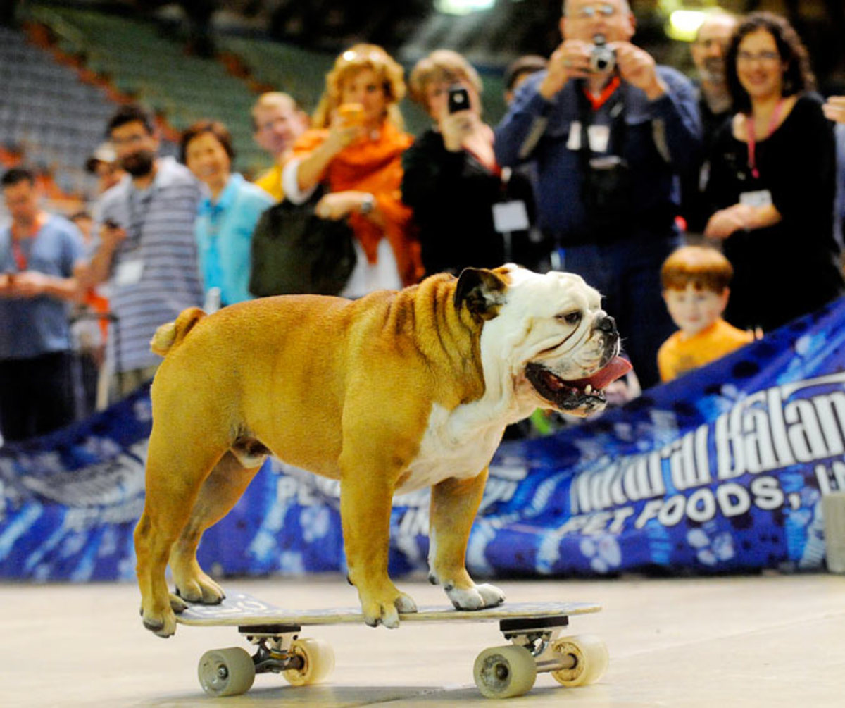 Skateboarding-Bulldog.jpg