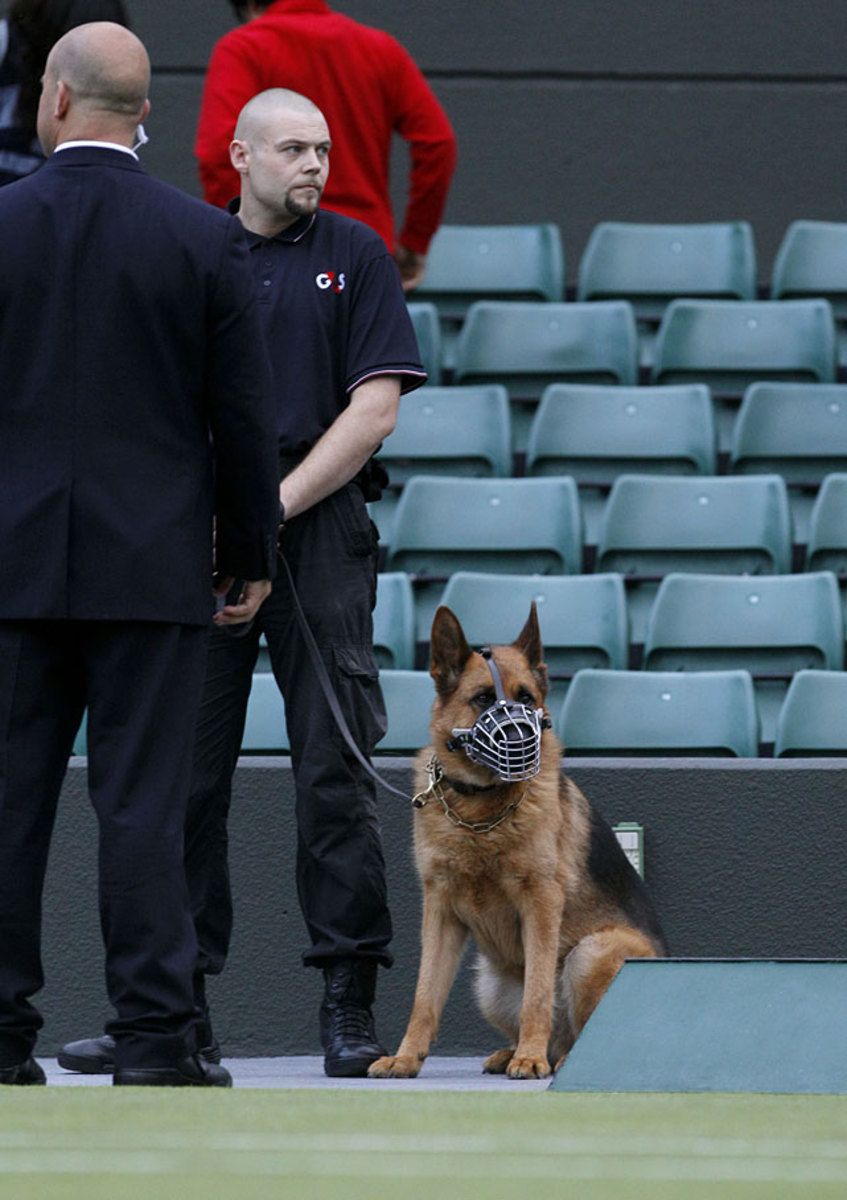 12-dog.jpg