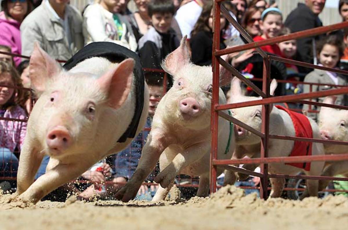 Pig Racing