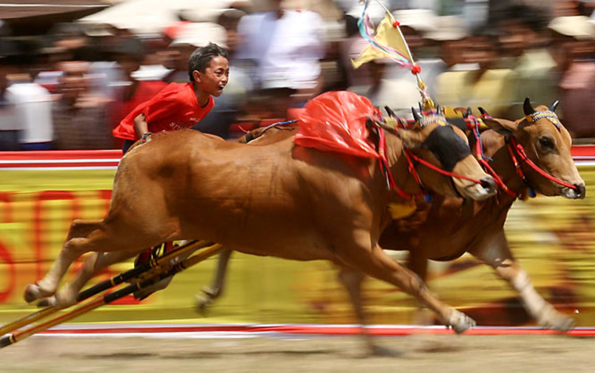 Bull racing, Madura Island, Indonesia