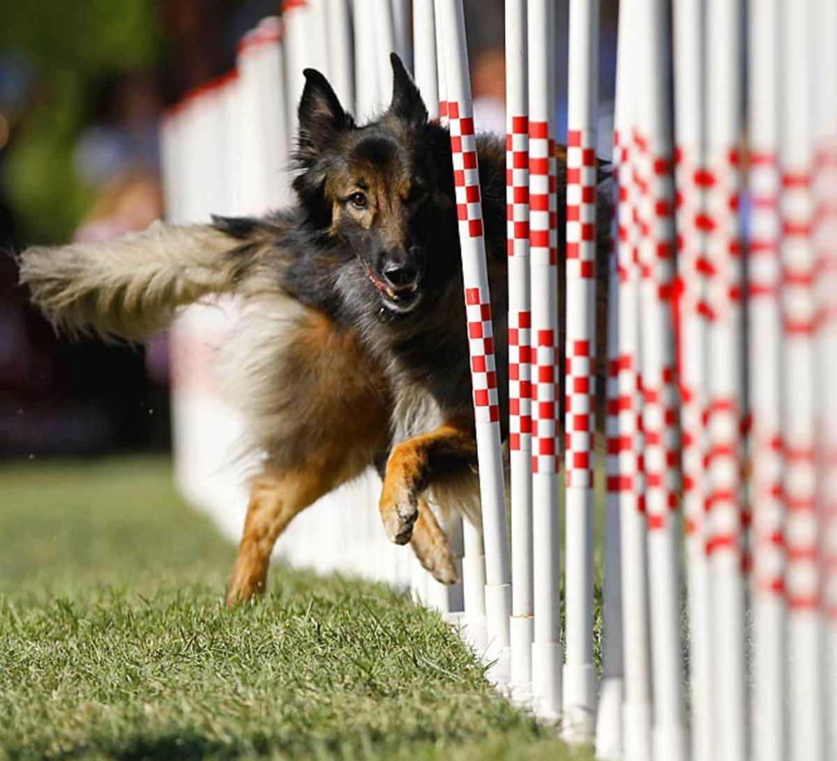 Phoenix, a Belgian tervuren, at the 10th annual Purina Incredible Dog Challenge Finals