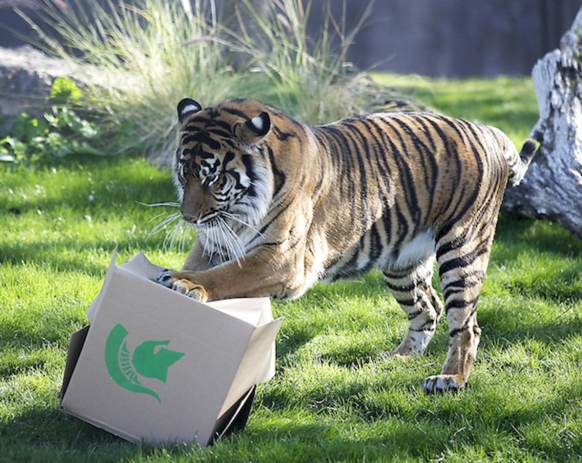 She's no Paul the Psychic Octopus (RIP), but we can't faul the Phoenix Zoo's Sumatran tiger, Hadiah, in predicting the winner of the first-ever Buffalo Wild Wings Bowl. (AP)
