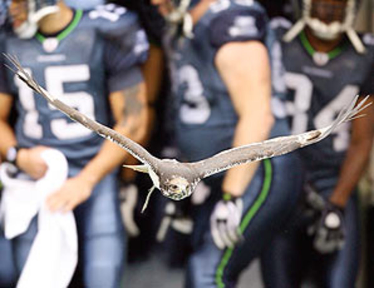 seahawks-hawk.jpg