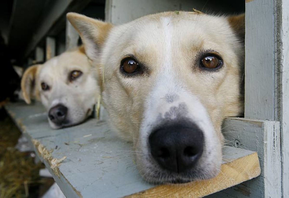 37th Iditarod Trail Sled Dog Race